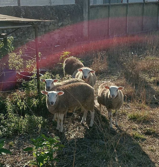Vendo borregas texel puras