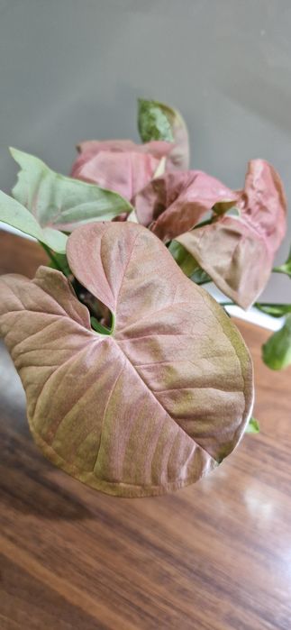 Syngonium robusta zroślicha różowa