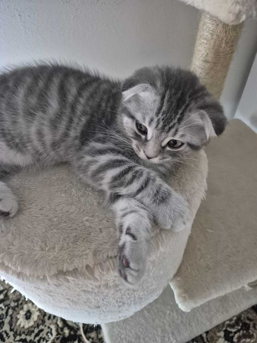 Gatinho Scotish Fold