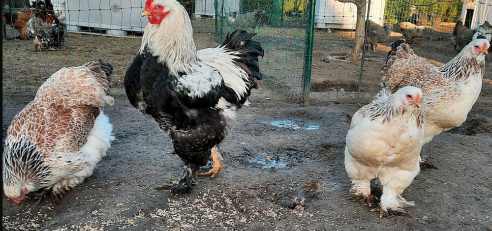 Брама Лосось гарнюні