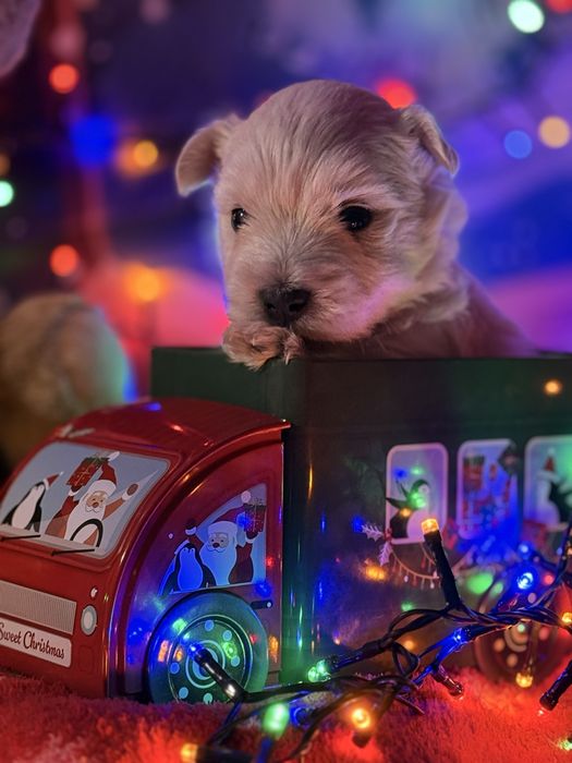 Sprzedam Szczeniaka rasy West Highland White Terrier