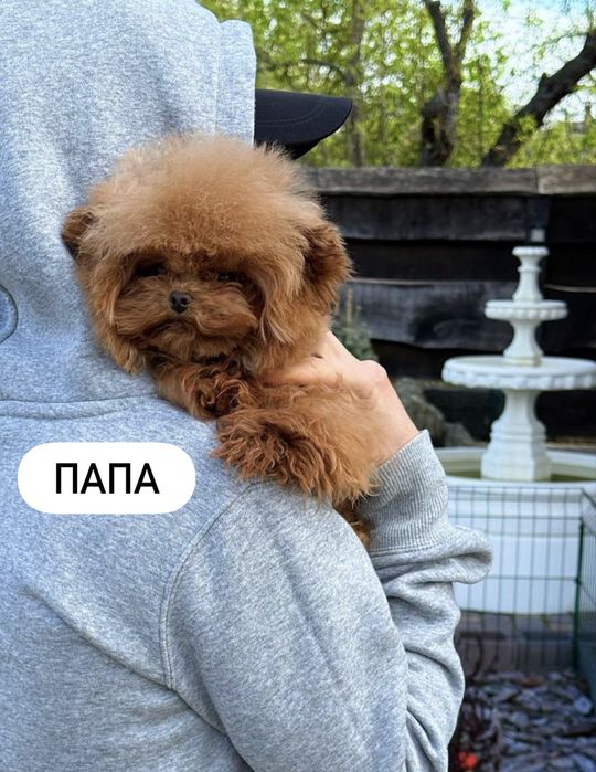 той пудель Китай