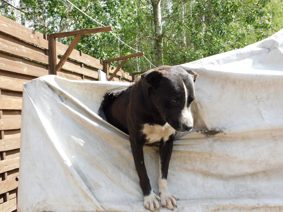 Прилаштовується гарний песик . Тайсон