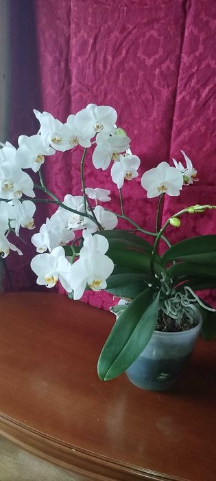 Продам велику орхідею