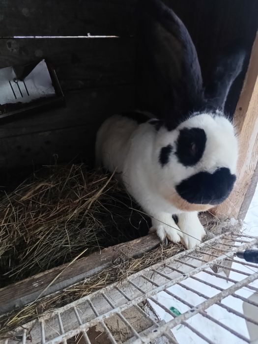 Króliki srokacze czarne