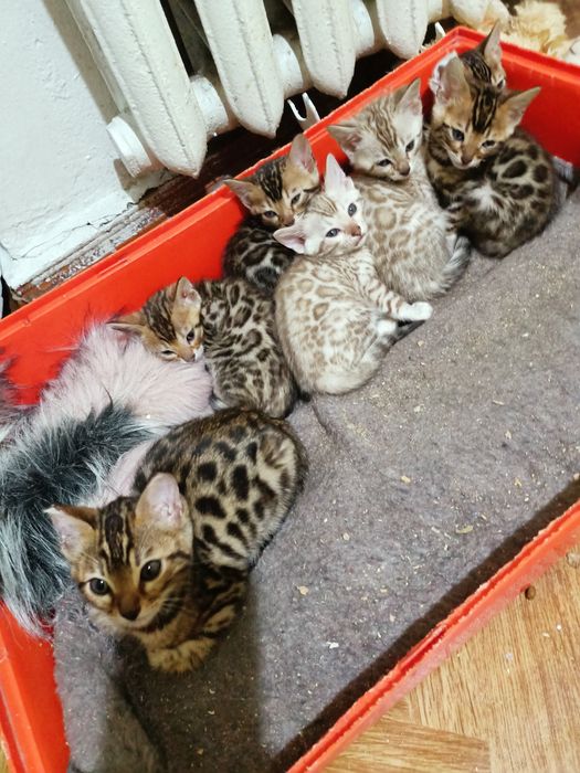 Бенгальські кошенята від клубу