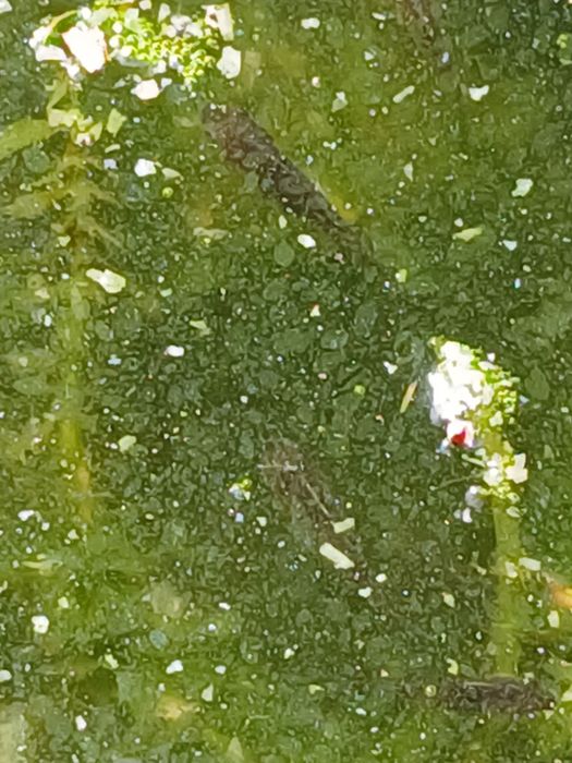 Peixes de aquário ou lago de água fria