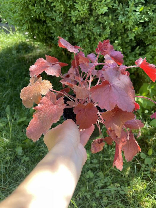 Продам гейхери