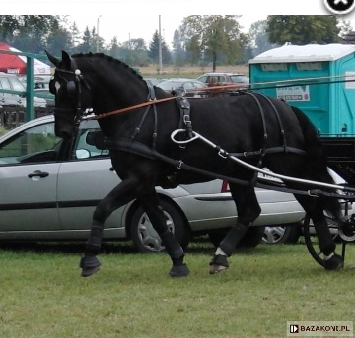 Ogier ślaski PALERMO