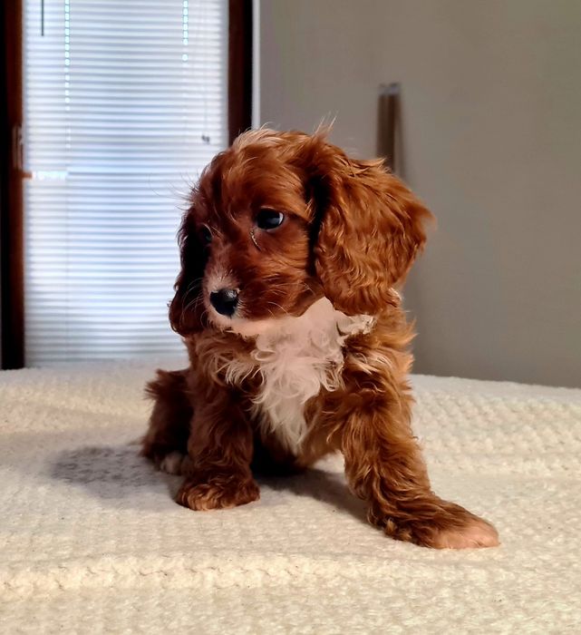 Dziewczynka  ** MALTIPOO ** HYBRYDA Pudel Toy & Maltańczyk **