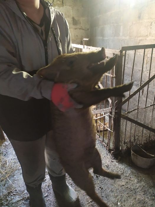 Продам поросят не дорого