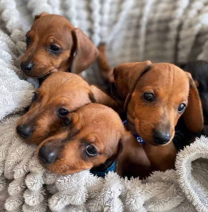 Руді і тигрові дівчатка і хлопчики