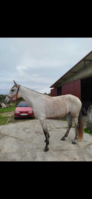 Egua lusitana montada