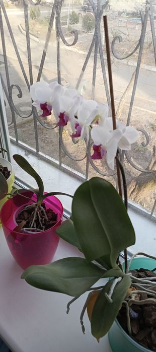 Продам Цветы Орхидеи