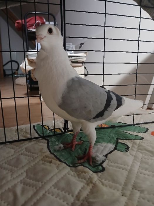 Gołąb samiec mewki