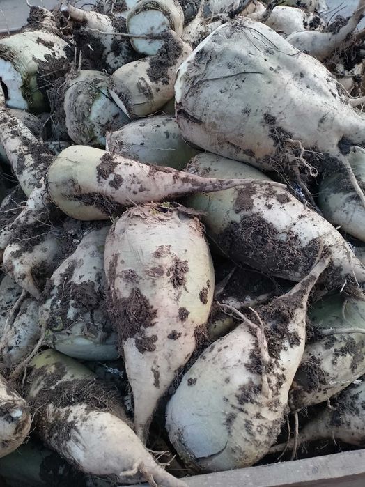 Buraki pastewne białe