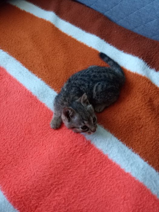 Kotek do adopcji Dyzio