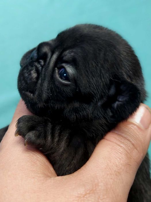 Buldog francuski piesek Master z rodowodem ZKwP/FCI