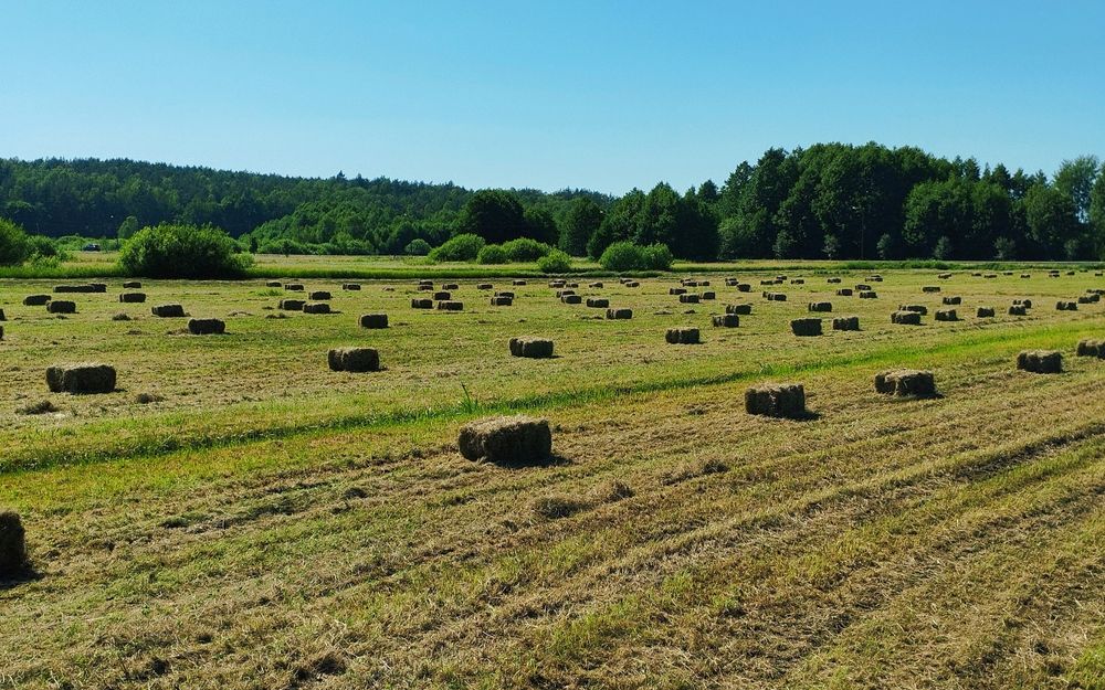 Siano w kostkach 2025