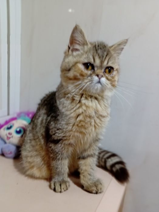 Kotka egzotyczna krótkowłosy Pers