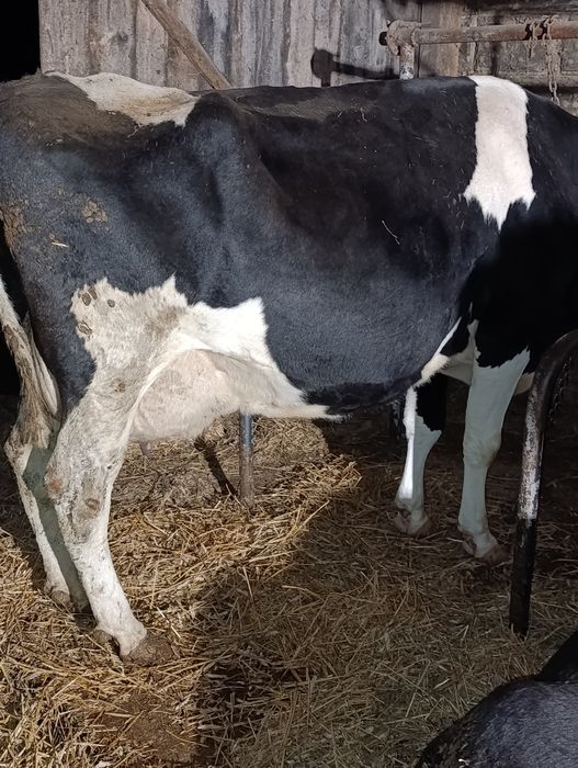 Sprzedam krowy mleczne