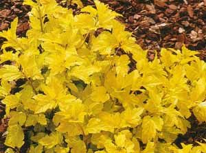 Pęcherznica żółta Luteus , czerwona Duże sadzonki