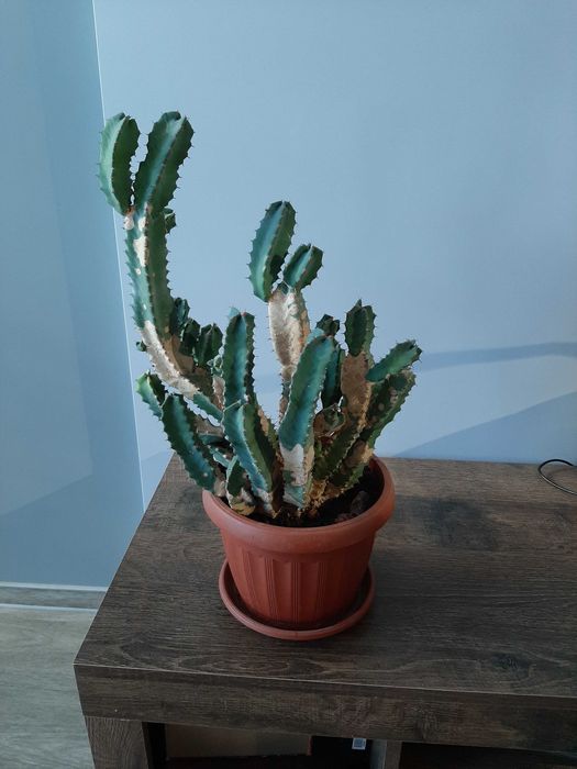 "Кактус" эуфорбия древовидная, суккулент