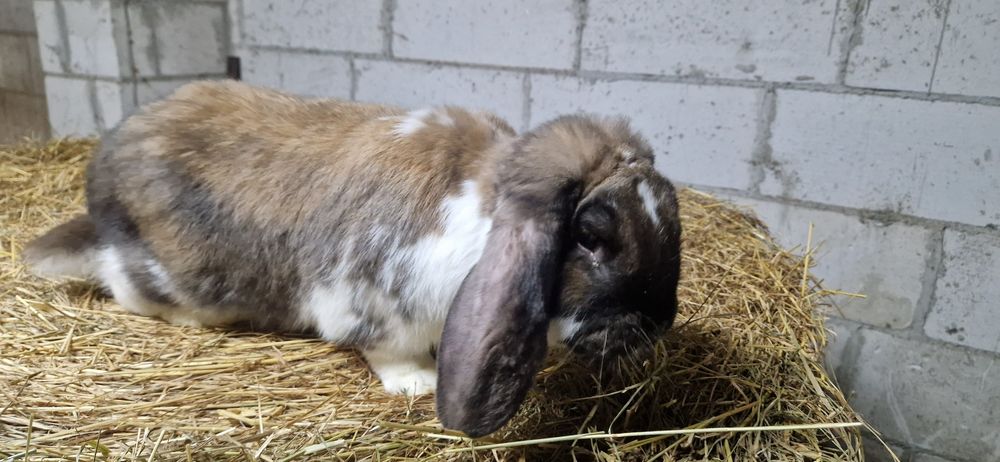 Sprzedam samca Barana Francuskiego