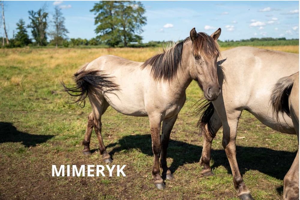 Konik polski wałach 4 lata
