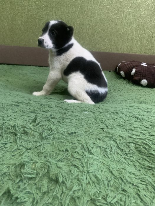 Продам цуценят Алабая