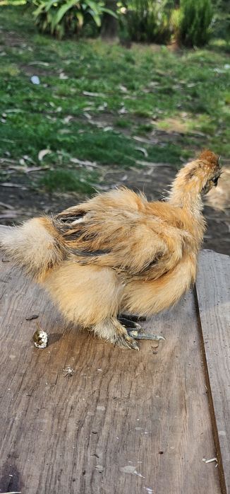 Casais de Silkies Barbudas/ linha USA