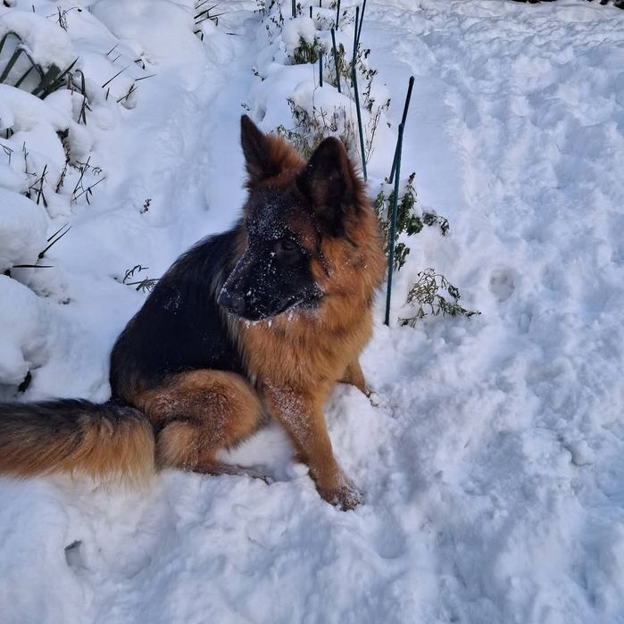 Owczarek  Niemiecki Długowłosy Suczka