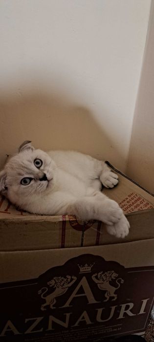 Шотландець висловухий окрвс блюпоінт їсть сухий корм роял канін ходить на лоток наповн.кукурудзяний або деревяний 3 місяці блохи,глисти обробка