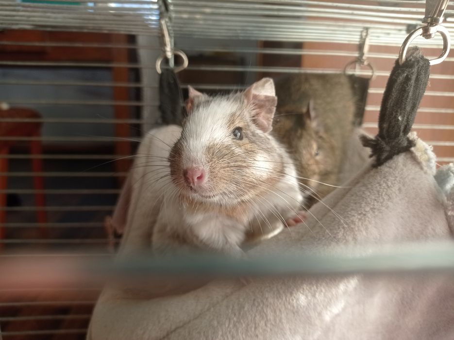 Koszatniczki młode.