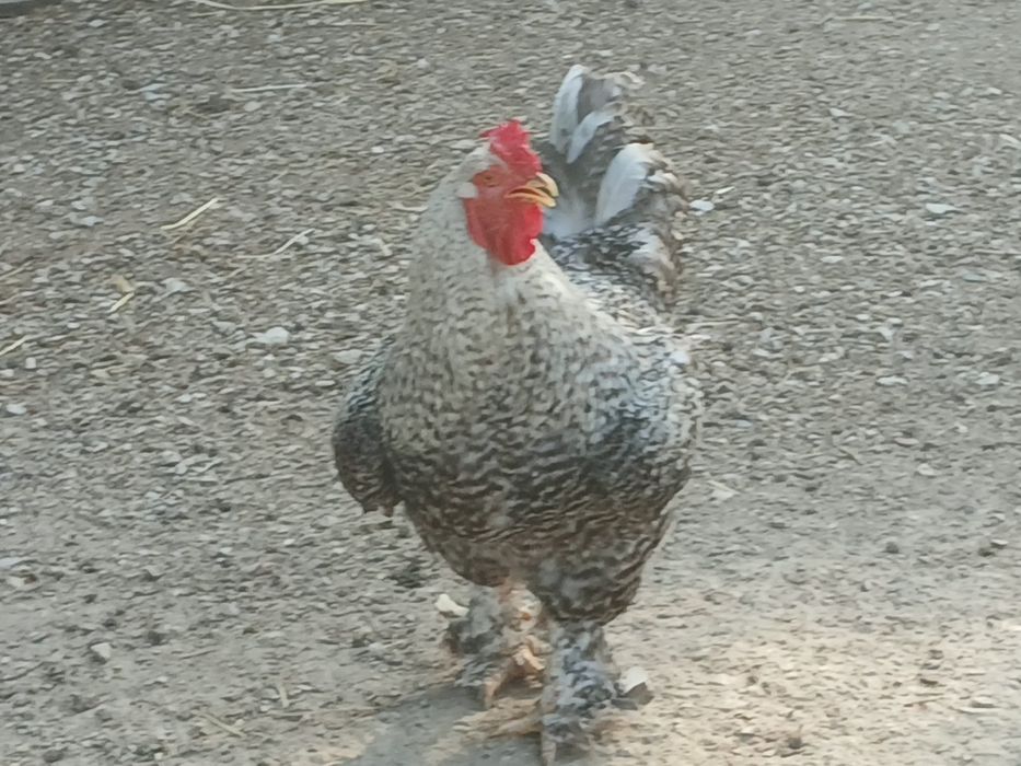 Brahmas Perdiz Dourado  e  Brahma Pedrês Barrado Grande Porte