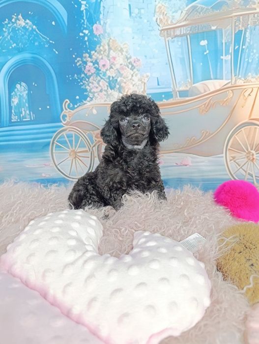 Pudel Toy-Czarny  chłopiec