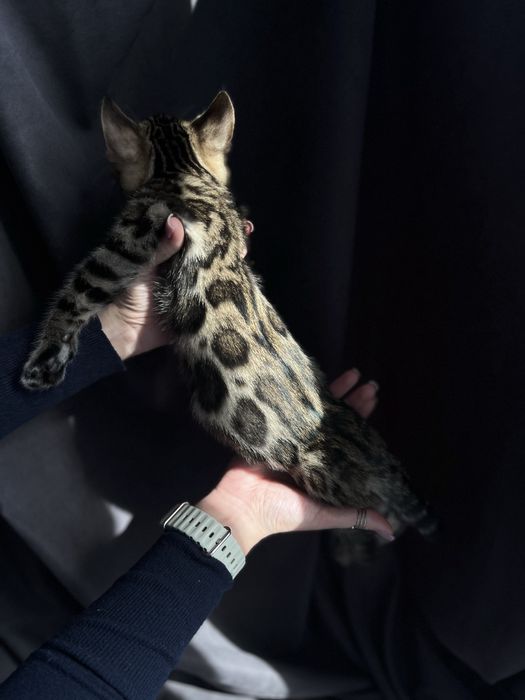 Кошеня (бенгальський хлопчик)