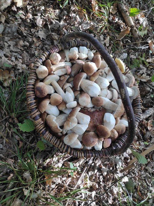 Grzyby marynowane zbiór 2025r.