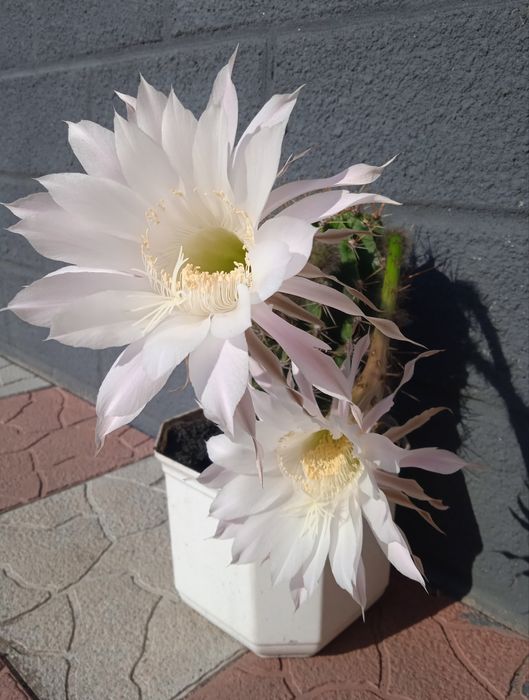 Квітучі кактуси різних розмірів