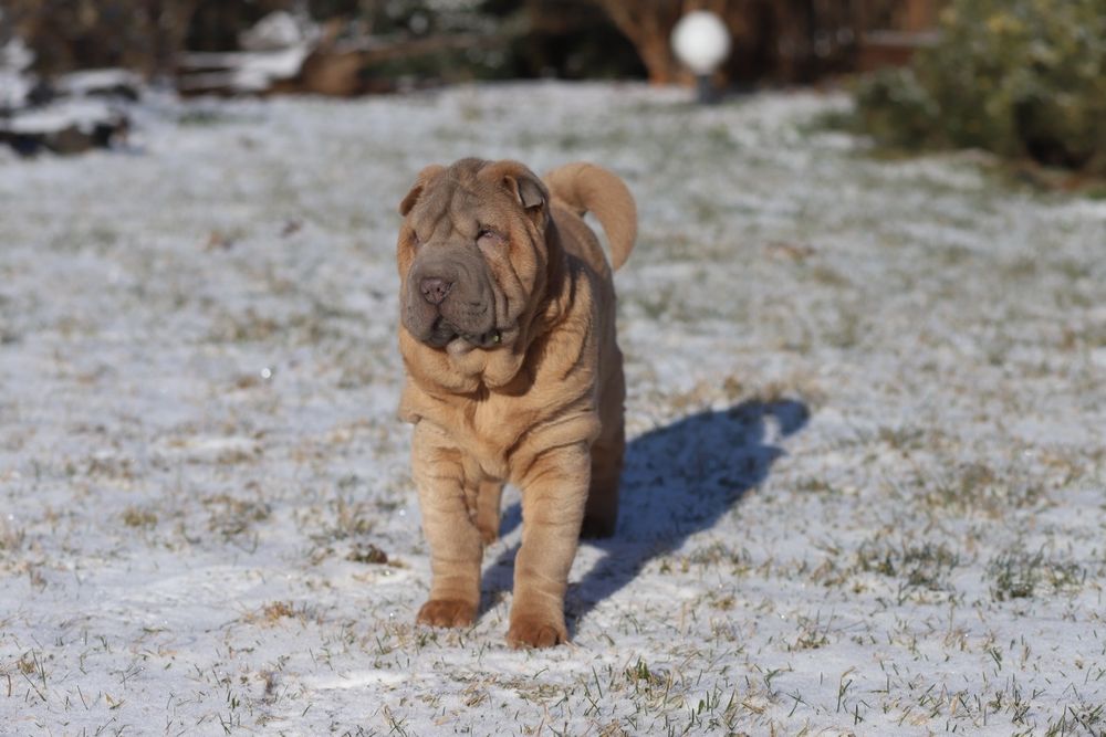 Шикарна дівчинка ізабелка