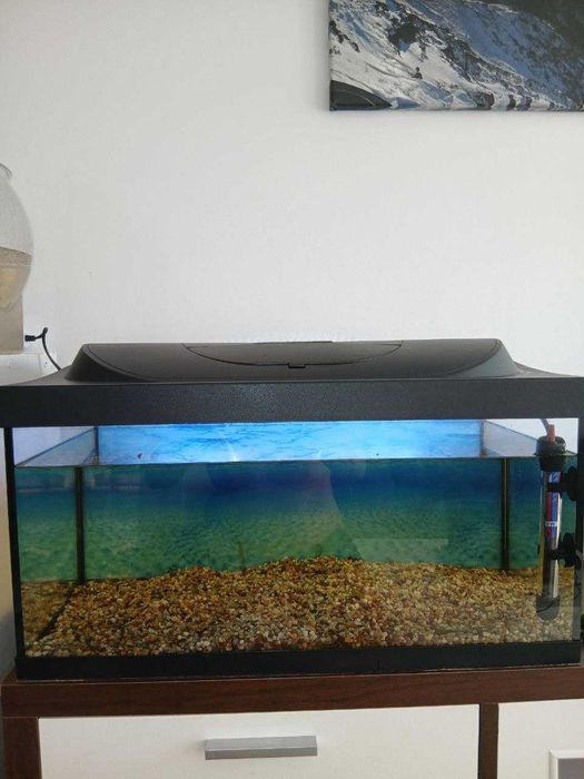 Zestaw Akwarium 54L + Rybki