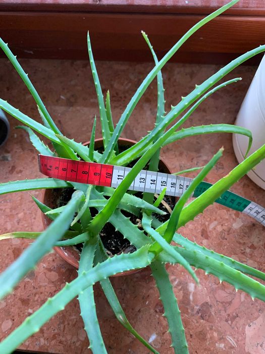 Aloes drzewiasty leczniczy sukulent ozdoba sadzonka