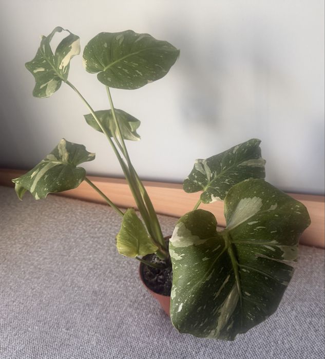Monstera Variegata Thai Constellation kolekcjonerska