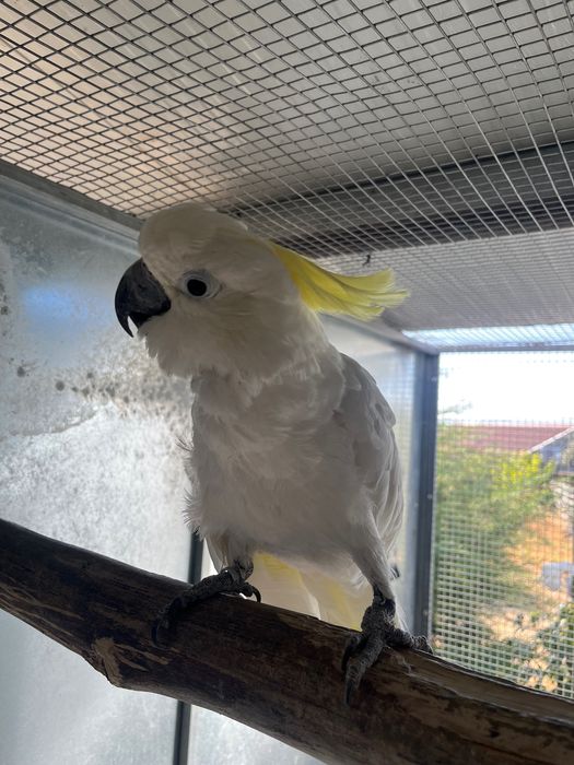 Cacatua galerita eleonora macho adulto manso