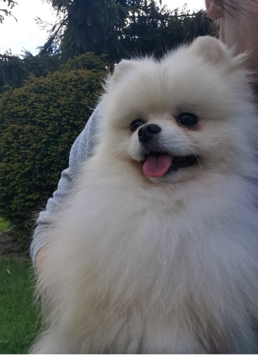Pomeranian typ misia piesek