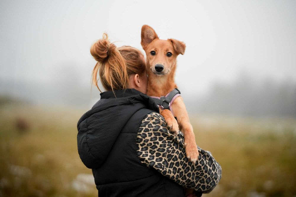 Pestka - młoda, delikatna sunia do adopcji!