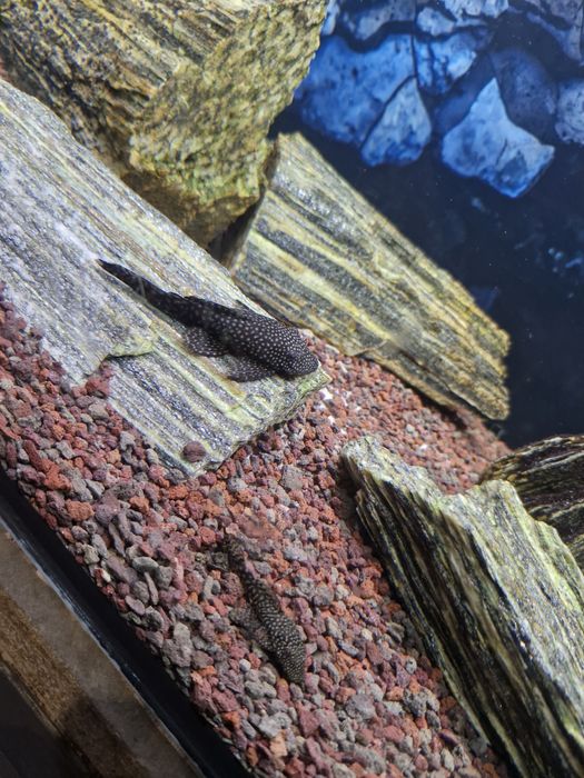 Zamienie Glonojady za mieczyk lub molinzeje