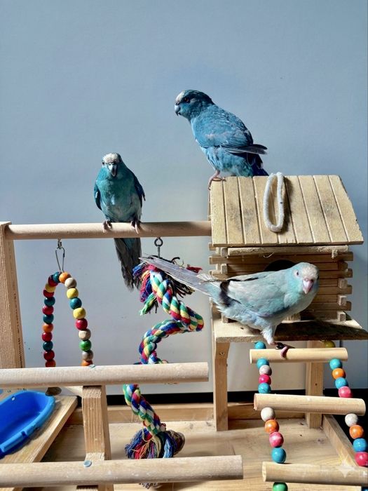 Kakarikis domesticados