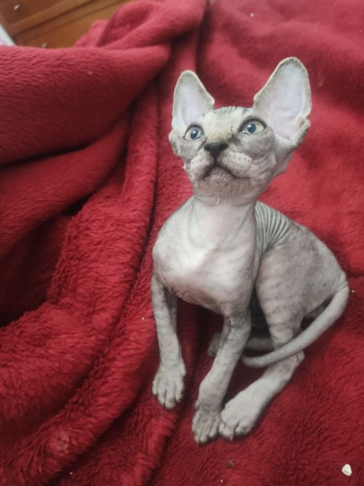 Gatinho sphynx macho
