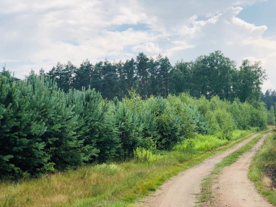 Sprzedam las ok 4 ha kujawsko-pomorskie